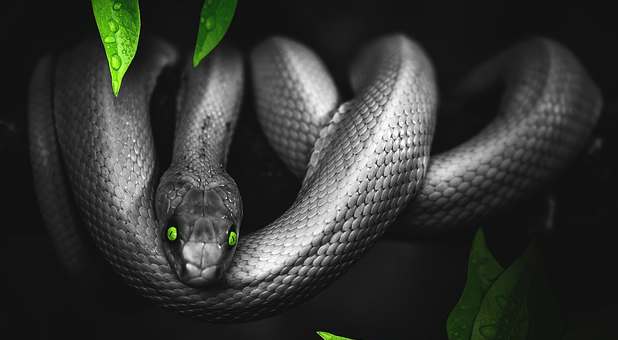 10 Signs of a Preacher Who's Influenced by Leviathan — Charisma Magazine
