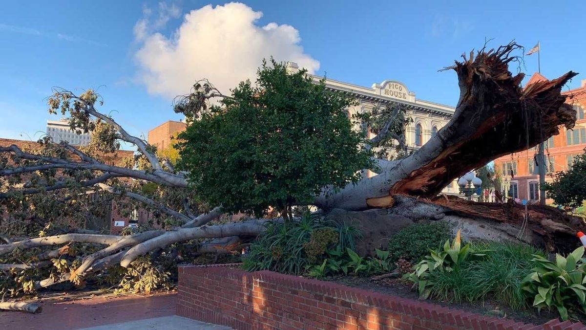 After more than 140 years, a massive fig tree gracing the plaza where Los Angeles was founded collapses - Los Angeles Times