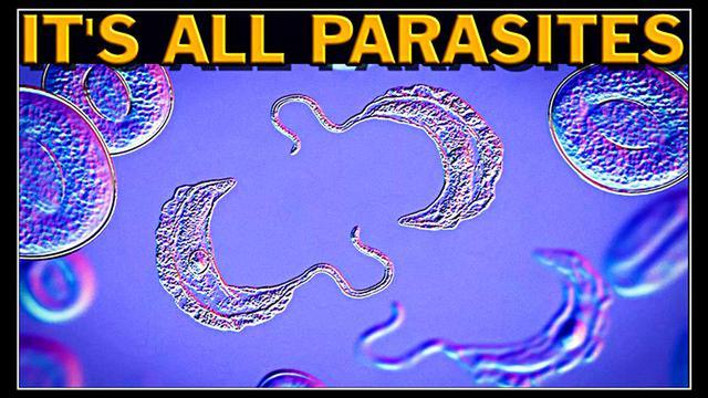 It's All Parasites Cancer Vaxxine Remedies Dr. Lee Merritt