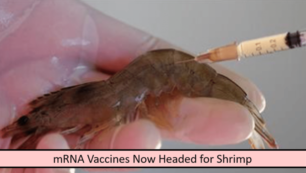 mRNA Vaccines Now Headed for Shrimp. – The Expose